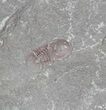 Cyclopyge - An Unusual Pelagic Trilobite (Pos/Neg) #40146-1